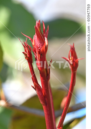 Young shoots of kanamemochi 60947769