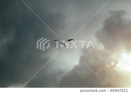 A flying seagull bird in the sky amid gloomy A flying seagull bird in the sky amid gloomy 60947831