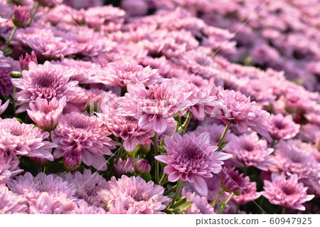 pink chrysanthemum flowers blooming in garden pink chrysanthemum flowers blooming in garden 60947925