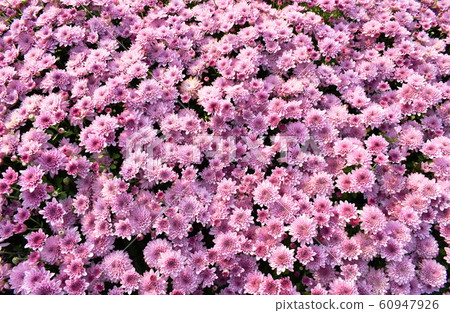 pink chrysanthemum flowers blooming in garden 60947926