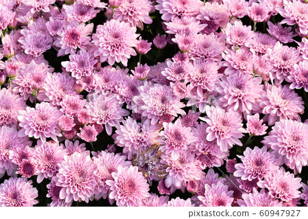 pink chrysanthemum flowers blooming in garden pink chrysanthemum flowers blooming in garden 60947927