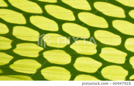 circle shadow on galangal leaf background and texture circle shadow on galangal leaf background and texture 60947928