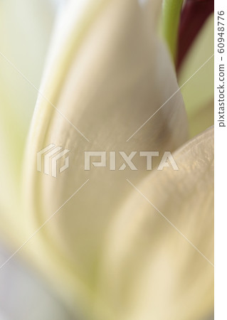 白百合花瓣。抽象背景 白百合花瓣。抽象背景 60948776