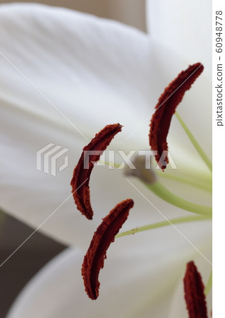 白百合。特寫鏡頭 60948778
