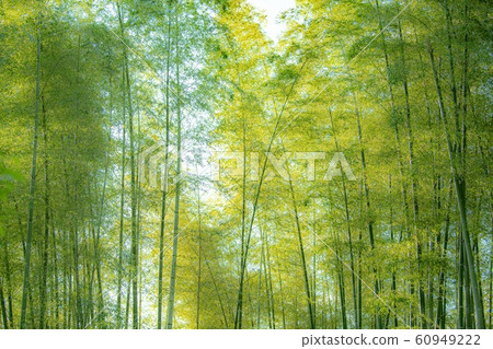 Fresh green bamboo grove 60949222