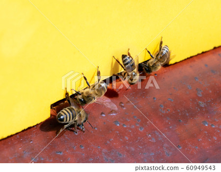 Bees fly to beehive, close up. Honey Bees (Apis Bees fly to beehive, close up. Honey Bees (Apis 60949543