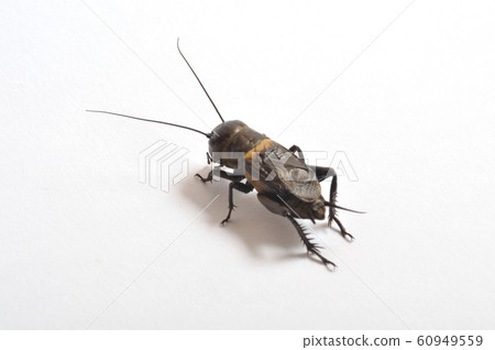 Cricket on a white background 60949559
