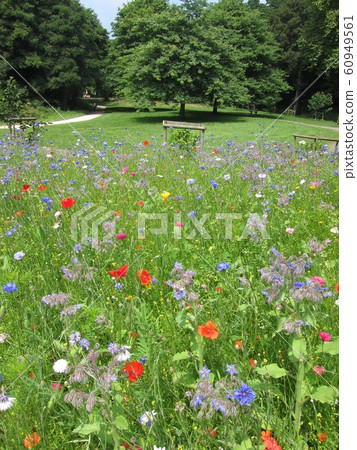Field of flowers Field of flowers 60949561