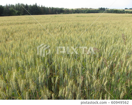 Wheat field in Brittany 60949562