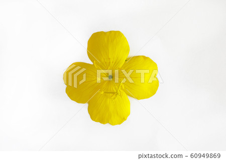 yellow orange flower with four petals isolated on 60949869