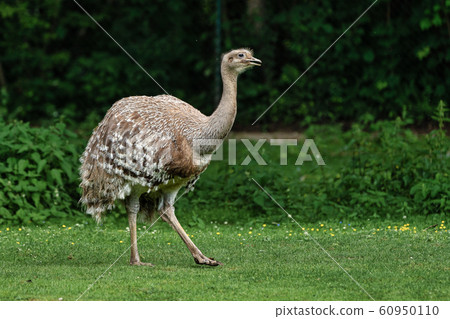 Darwin's rhea, Rhea pennata also known as the lesser rhea. 60950110