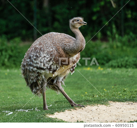 Darwin's rhea, Rhea pennata also known as the lesser rhea. 60950115