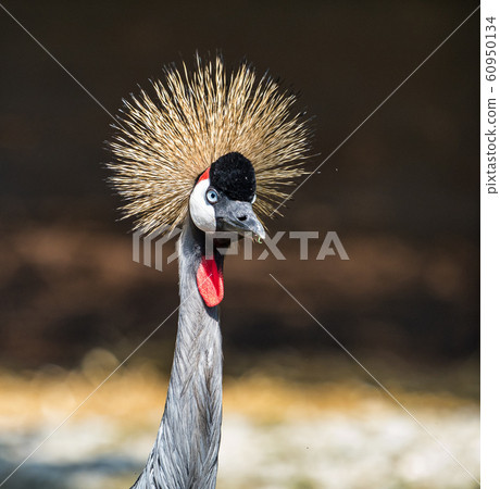 Black Crowned Crane, Balearica pavonina in the zoo 60950134