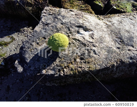 Adam's apple on the seashore. 60950819