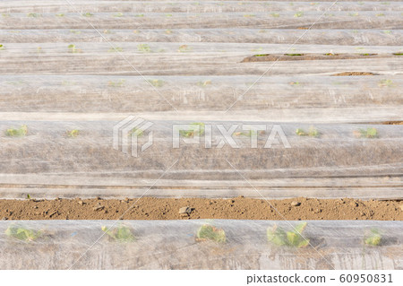 春菸田 春菸田 60950831