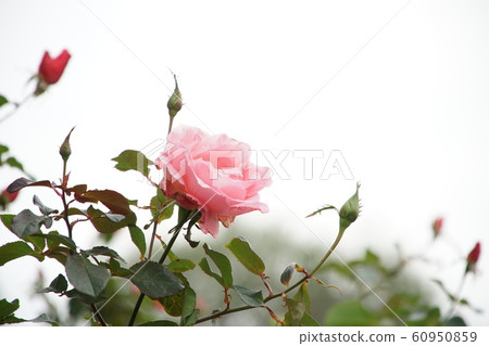一朵玫瑰 一朵玫瑰 60950859