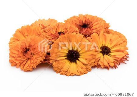 Calendula calendula: Calendula flowers 60951067