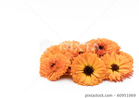 Calendula calendula: Calendula flowers Calendula calendula: Calendula flowers 60951069