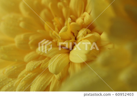 朱利浦斯雛菊特寫 朱利浦斯雛菊特寫 60952403