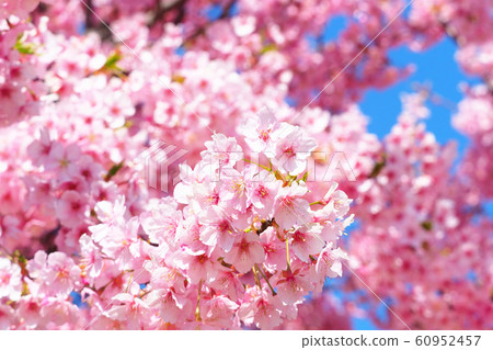 Kawazu cherry tree Kawazu cherry tree 60952457