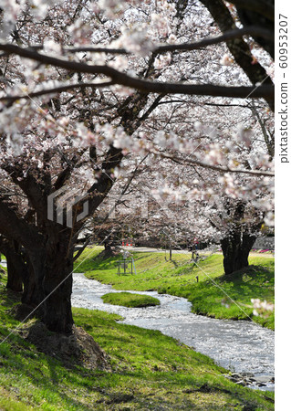 Sakura in Kanonji River, Inawashiro, Fukushima Prefecture 60953207