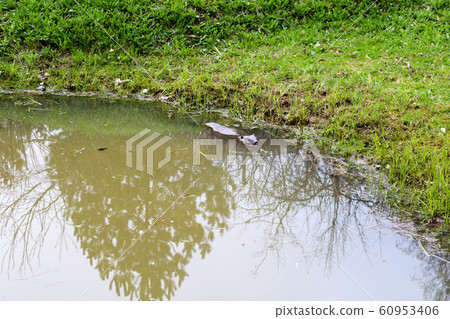 A brown beaver ordinary swims in a pond  60953406