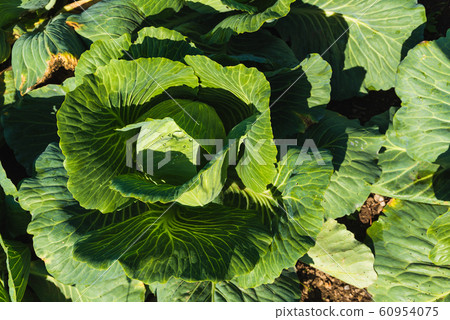 Green cabbages heads in line grow on field. Green cabbages heads in line grow on field. 60954075