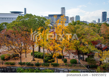 Osaka Castle in autumn leaves, a building district over Horikoshi Osaka Castle in autumn leaves, a building district over Horikoshi 60955972