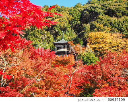 在京都的Eikando在11月的頂峰的秋葉 在京都的Eikando在11月的頂峰的秋葉 60956109