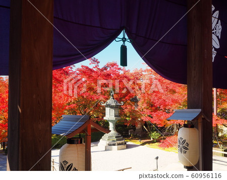 在京都的Eikando在11月的頂峰的秋葉 在京都的Eikando在11月的頂峰的秋葉 60956116