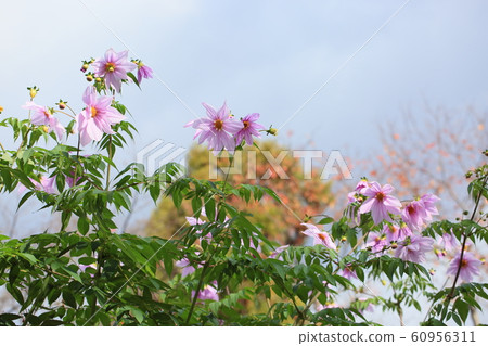 Emperor dahlia flower Emperor dahlia flower 60956311