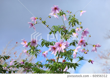 Emperor dahlia flower Emperor dahlia flower 60956312
