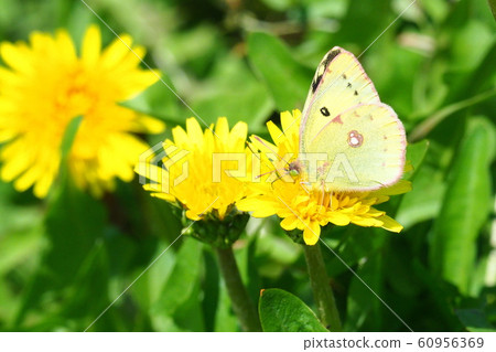 Colias butterfly nectaring Japanese dandelion flowers 60956369