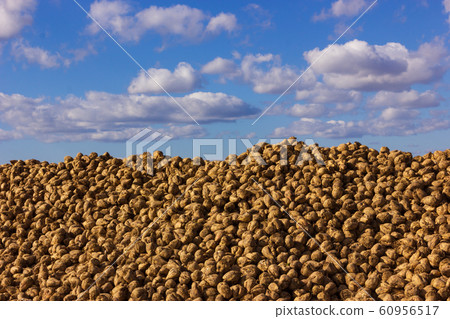 甜菜（蘿蔔）山和藍藍的天空 60956517