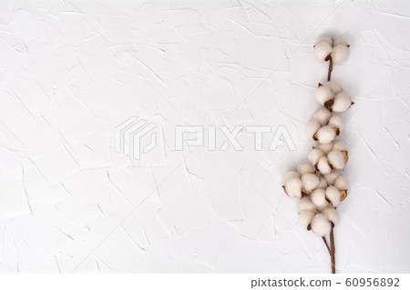 Cotton branch on a white background. Cotton branch on a white background. 60956892