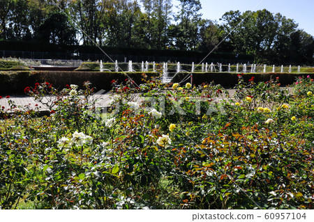 [東京]金戴植物園@玫瑰園 60957104
