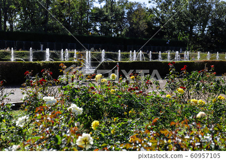 [東京]金戴植物園@玫瑰園 60957105