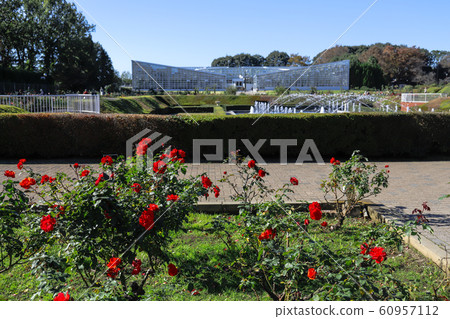 [Tokyo] Jindai Botanical Garden @ Rose Garden 60957112