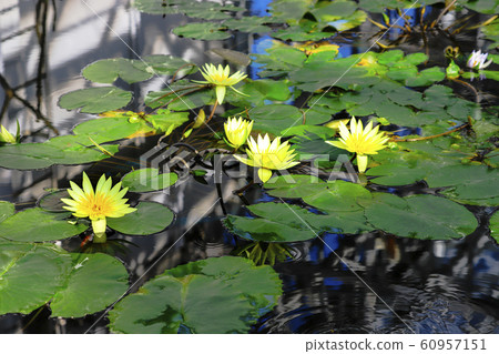 Tropical water lily @ St. Louis Gold 60957151