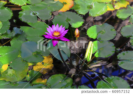 熱帶睡蓮@獨立 熱帶睡蓮@獨立 60957152