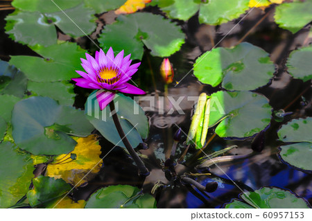 熱帶睡蓮@獨立 60957153