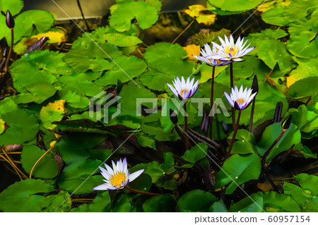 熱帶睡蓮 60957154