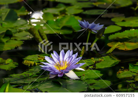 熱帶睡蓮@ Lindsay Woods 60957155