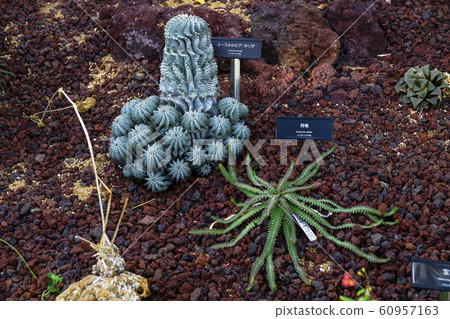 大戟屬霍里達和飛龍大戟屬斯特拉達 60957163