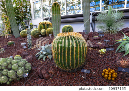 Cactus: white sashimi and a golden cup Cactus: white sashimi and a golden cup 60957165