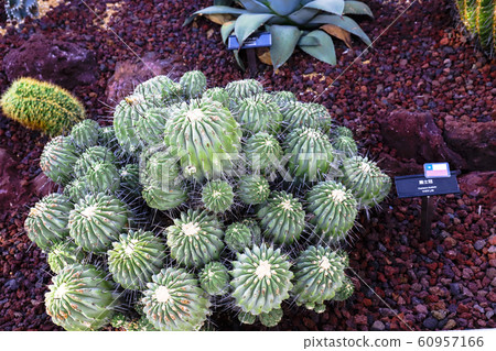 Cactus black clay crown Cactus black clay crown 60957166