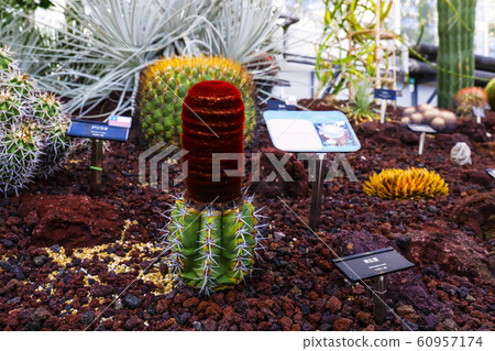 Cactus Blue Cloud 60957174