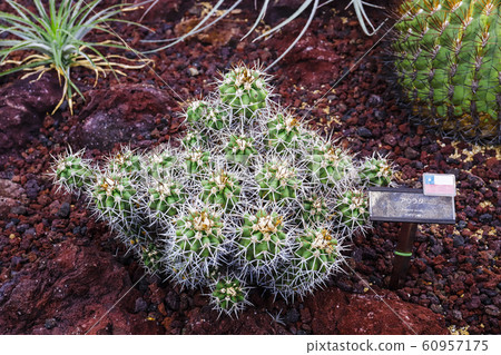 Cactus Aurata 60957175