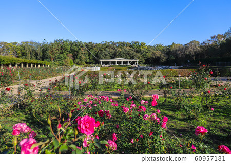 [Tokyo] Jindai Botanical Garden @ Rose Garden 60957181