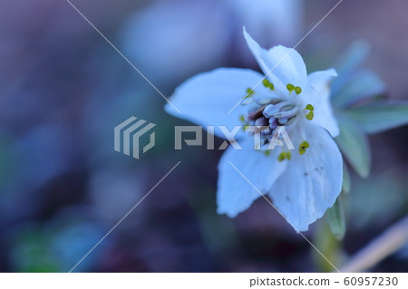 Winter fairy 60957230